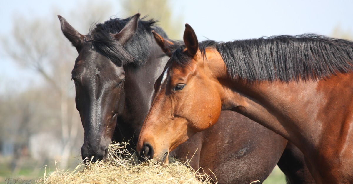 Two horses standing side by side eating hay with their heads lowered toward the ground in an outdoor setting.