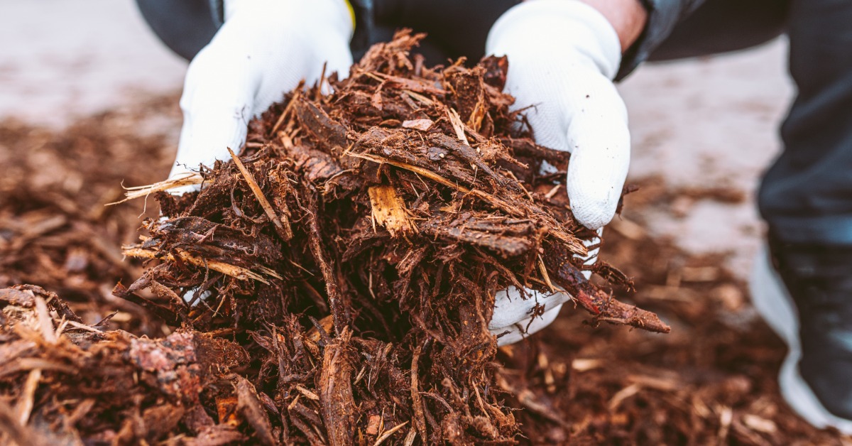 Two hands holding shredded brown wood chips over a pile of mulch with blurred natural ground in the background.