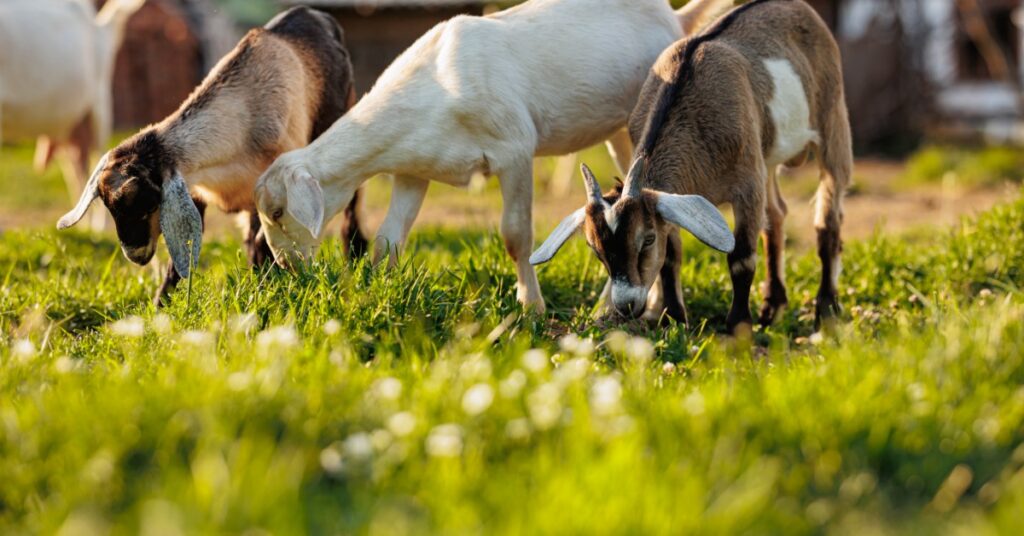 Three goats grazing in green grass, with blurred farm buildings and warm sunlight in the background.