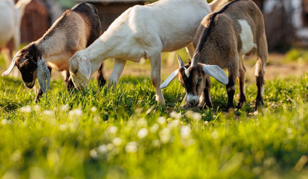 9 Benefits of Goat Grazing for Land Management