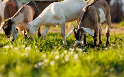 9 Benefits of Goat Grazing for Land Management