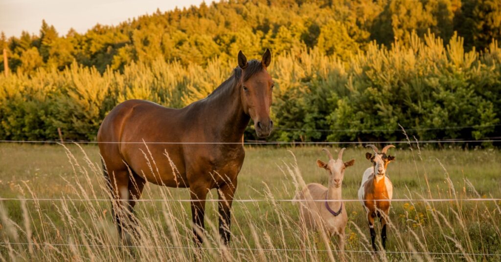 A brown horse and two goats standing behind a fence in tall grass, with trees in the background in warm light.