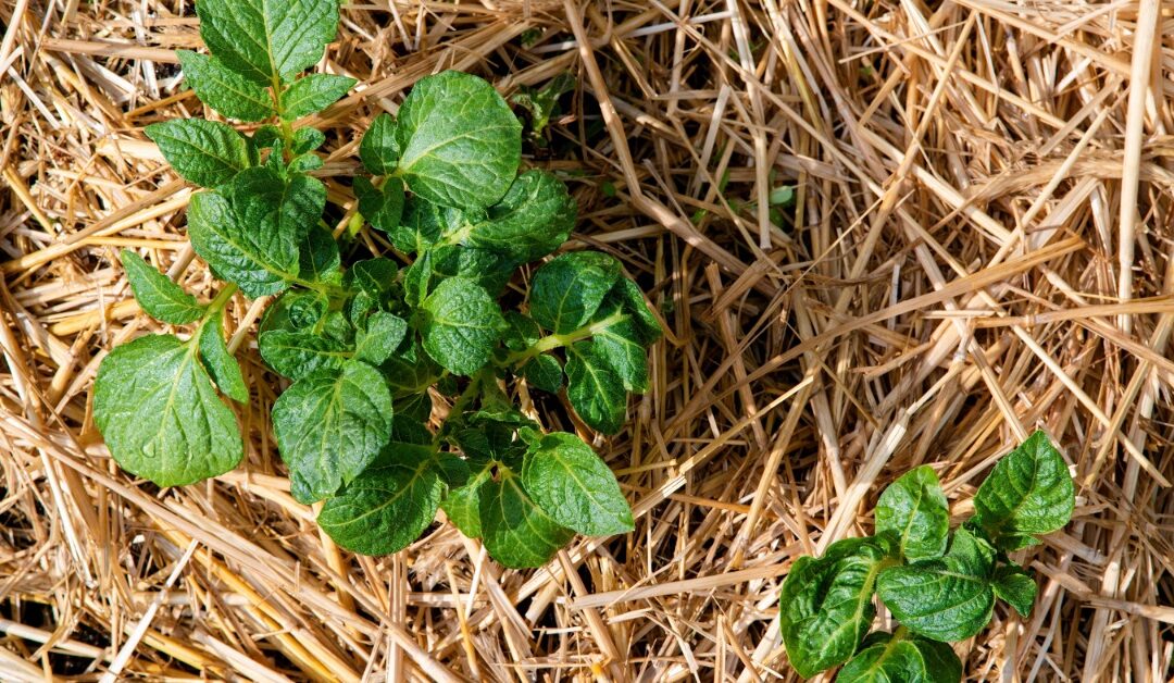 How To Choose the Right Mulch for Different Plant Types