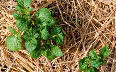 How To Choose the Right Mulch for Different Plant Types