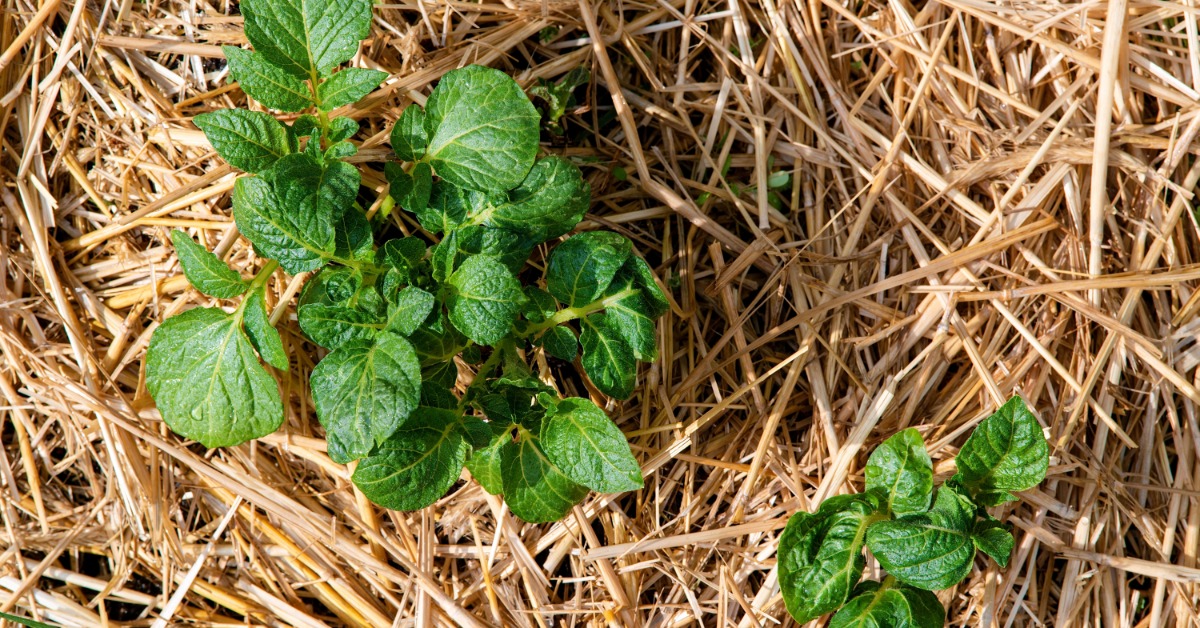 Young green potato plants growing through straw mulch across a cultivated garden bed with dark soil visible.