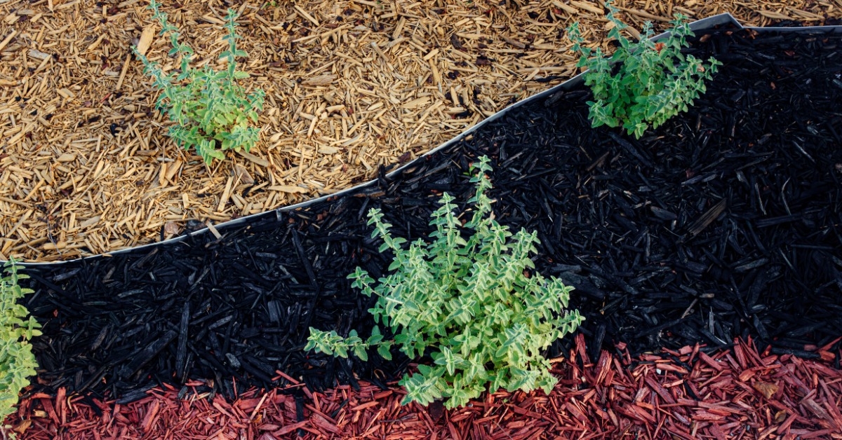 A garden bed with red, black, and tan wood chip mulch divided by edging and small green shrubs growing.