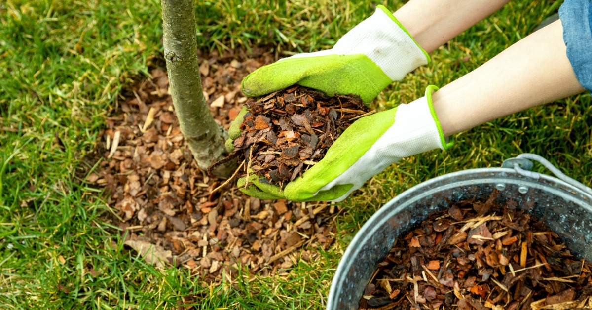 A gloved hand spreading pine bark mulch around the base of a tree beside green grass and soil.