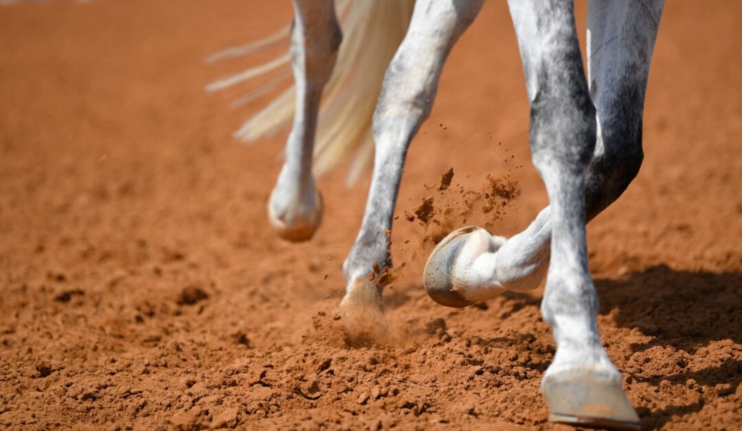 Natural Supplements for Horse Joint Health