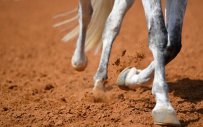 Natural Supplements for Horse Joint Health