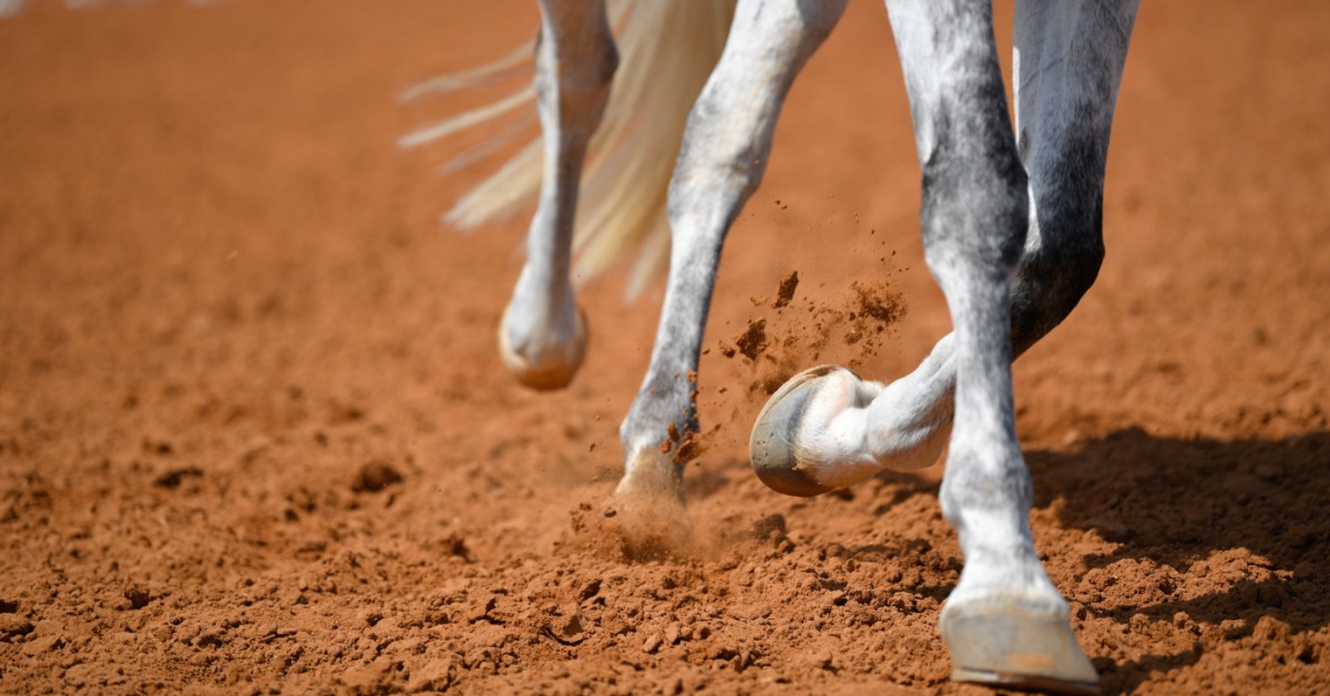 A horse's lower legs moving through reddish dirt, with hooves kicking up dust near its tail and tack.