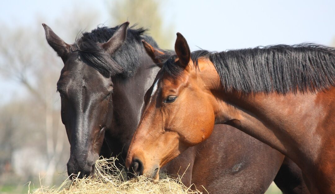 What You Need To Know About Starch in Horse Feed