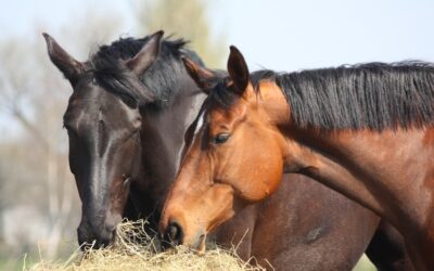 What You Need To Know About Starch in Horse Feed