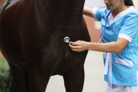 A woman wearing a light blue medical uniform holding a stethoscope against the side of a dark brown horse outdoors.
