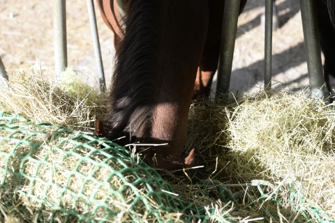 A brown horse lowering its head into a pile of pale dry hay beside a green netted hay feeder and metal railings.
